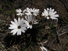 Dimorphotheca montana