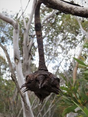 Eucalyptus lehmannii