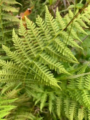 Athyrium distentifolium