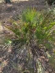 Chamaerops humilis