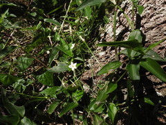 Zehneria cunninghamii