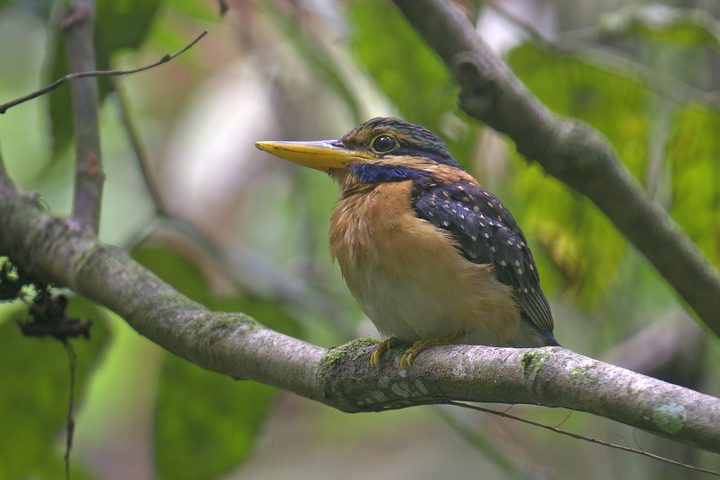 Rufous-Collared Kingfisher