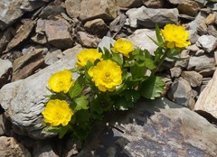Ranunculus altaicus