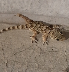 Tarentola mauritanica