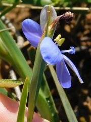 Aristea pusilla