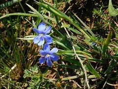 Aristea pusilla