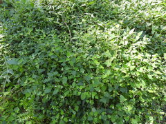 Zehneria cunninghamii