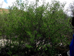 Diospyros lycioides lycioides