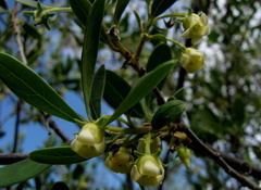 Diospyros lycioides lycioides