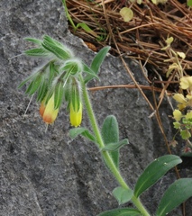 Onosma frutescens