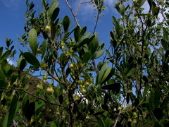 Diospyros lycioides lycioides