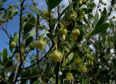Diospyros lycioides lycioides