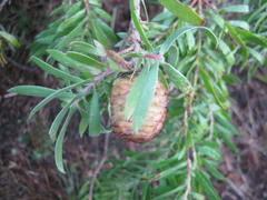 Leucadendron conicum