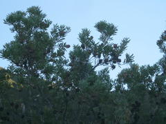 Leucadendron conicum