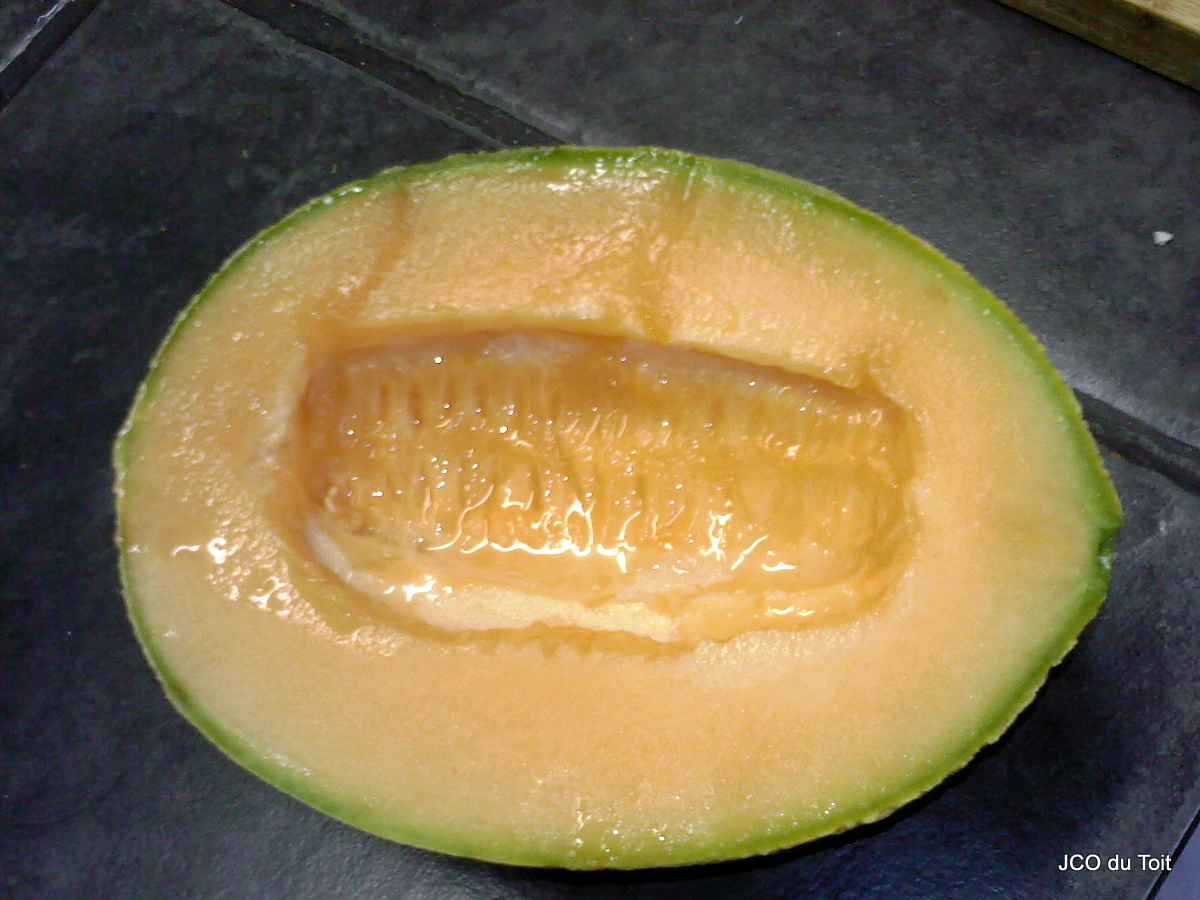Cucumis melo ssp. melo