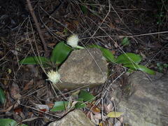 Haemanthus albiflos