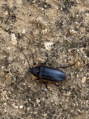 Cebrio