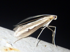 Euclasta splendidalis