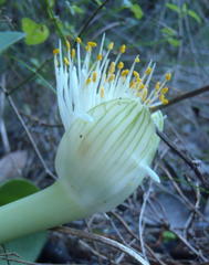Haemanthus albiflos