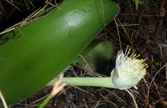 Haemanthus albiflos
