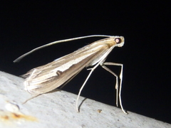 Euclasta splendidalis