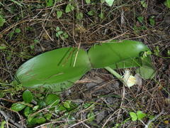 Haemanthus albiflos