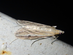 Euclasta splendidalis