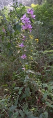 Lythrum salicaria