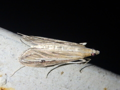 Euclasta splendidalis