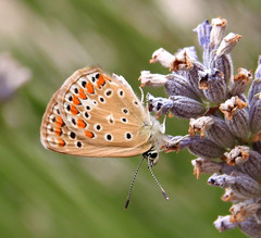 Polyommatus thersites