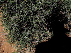 Indigofera obcordata