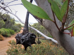 Eucalyptus lehmannii