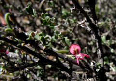 Indigofera obcordata