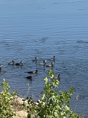 Phalacrocorax carbo