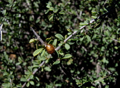 Indigofera obcordata