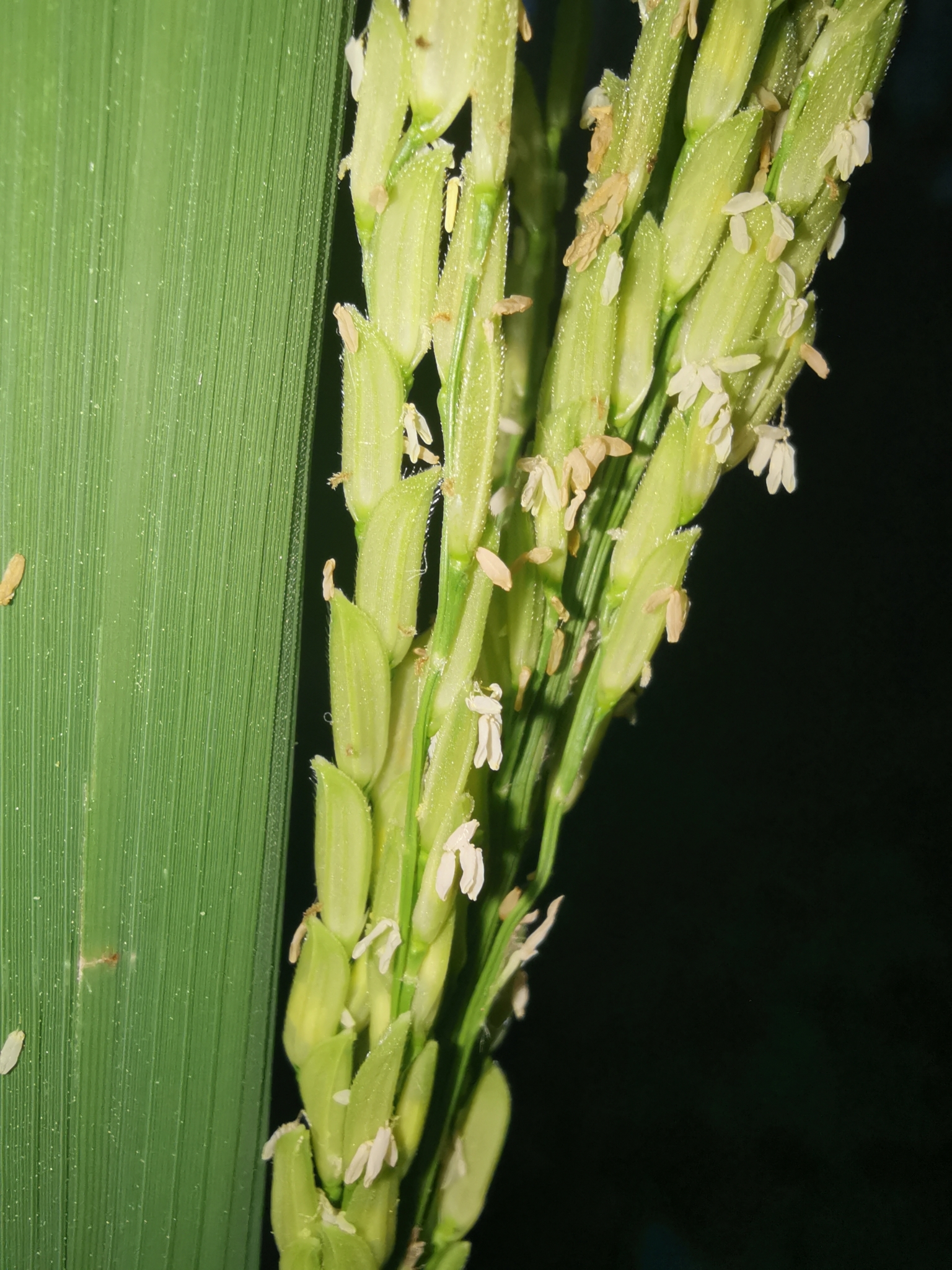 (c) MP Zhou, certains droits réservés (CC BY-NC) https://www.inaturalist.org/observations/92444205