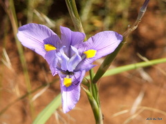 Moraea polystachya