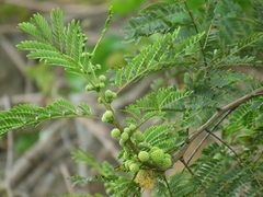 Acacia