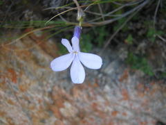 Lobelia dichroma