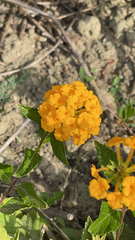 Lantana