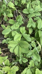Fragaria moschata