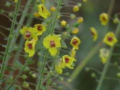 Verbascum levanticum