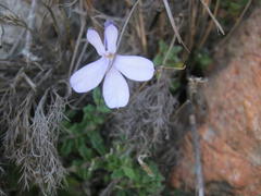 Lobelia dichroma