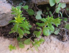Sedum litoreum