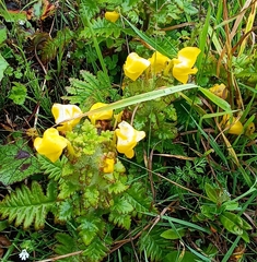 Pedicularis hoffmeisteri