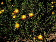 Drosanthemum bicolor