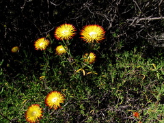 Drosanthemum bicolor