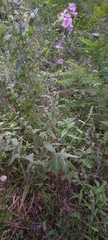 Lythrum salicaria