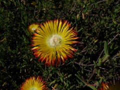 Drosanthemum bicolor