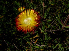 Drosanthemum bicolor